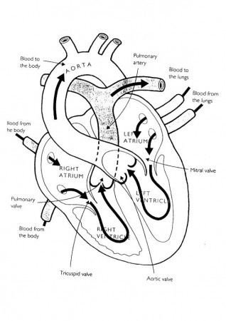 print coloring image | MomJunction - A Community for Moms | Anatomy coloring  book, Heart anatomy, Anatomy