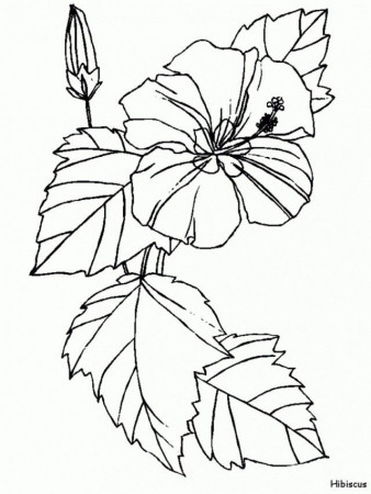 Hawaiian Flowers Coloring Pages Printable 183139 Hawaiian Flowers 