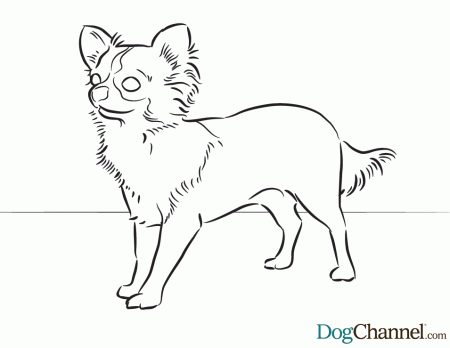 Chihuahua Coloring Pages | Printable Coloring Pages