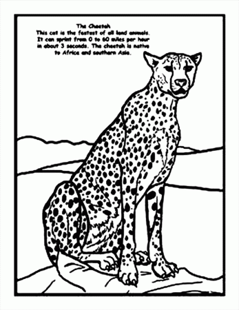 Cheetah Coloring Pages | Coloring