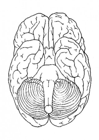 Coloring page brain, bottom view - img 4301.