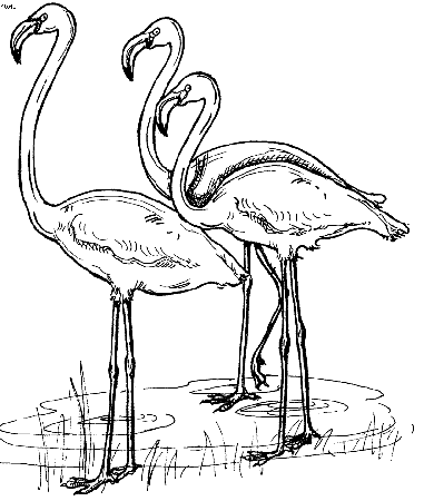 Flamingos Coloring Pages To Kids