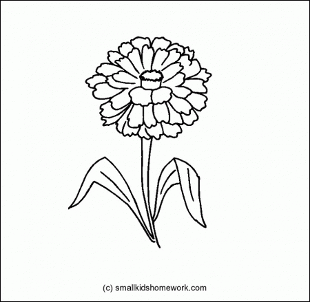 Zinnia Flower Outline and Coloring Picture with Interesting Facts