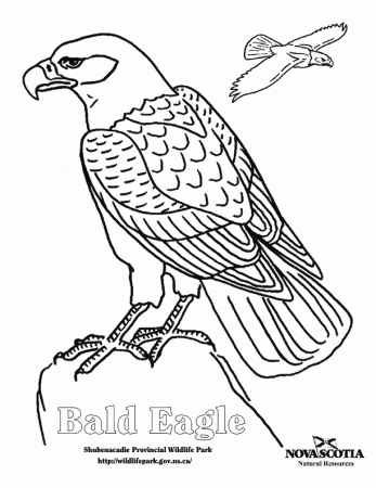 Download Eagle Colouring Pages | Coloring Pages