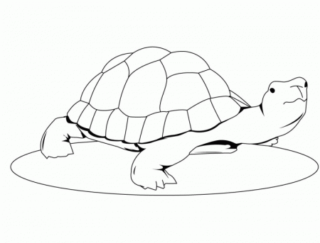Turtle Seen Something Coloring Page - Kids Colouring Pages