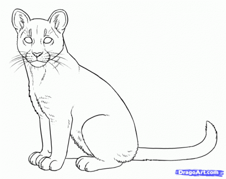 Great Lion Coloring Pages HD Wallpaper Wallaadoo 195524 Mountain 