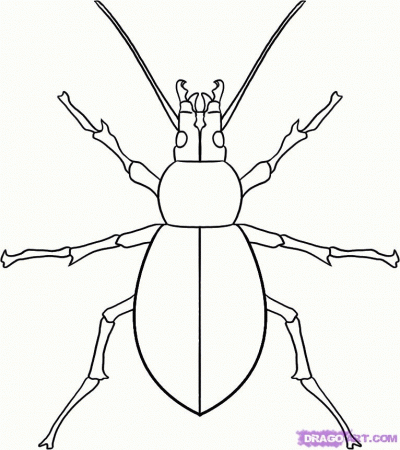 How to Draw a Beetle, Step by Step, Bugs, Animals, FREE Online 