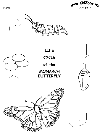 Butterfly Life cycle worksheet