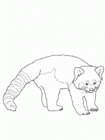 Red Panda Coloring Pages Free Red Panda Coloring Pages Free 127832 