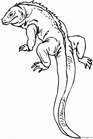Coloring Pages For Kids Lizard With Long Tail (id: 50285 