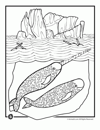 Narwhal-coloring-5 | Free Coloring Page Site