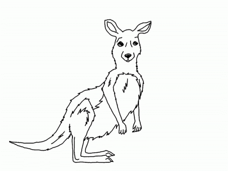 drawn kangaroo - Quoteko.