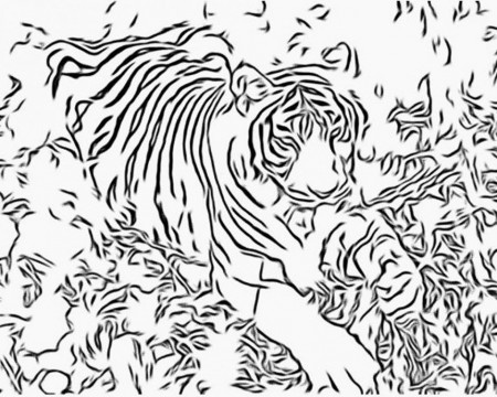 Tiger Coloring Page 50 Tiger Coloring Page Theanimals 186424 
