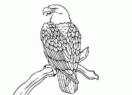 Colour Drawing Free Wallpaper: Eagle Coloring Drawing Free wallpaper