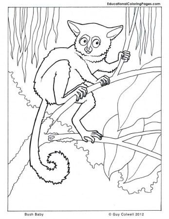 macaw coloring pages | Animal Coloring Pages for Kids