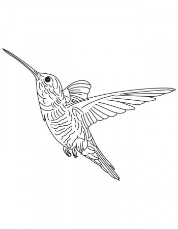 Hovering hummingbird coloring page | Download Free Hovering 