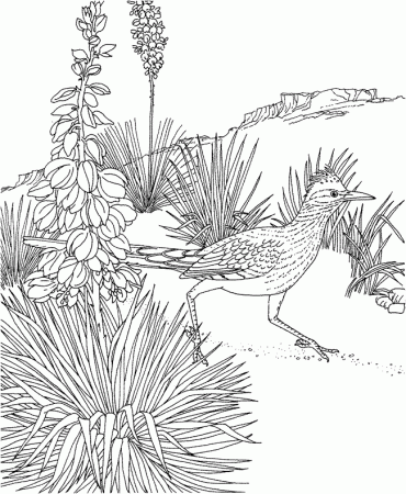 Roadrunner coloring page - Animals Town - animals color sheet ...