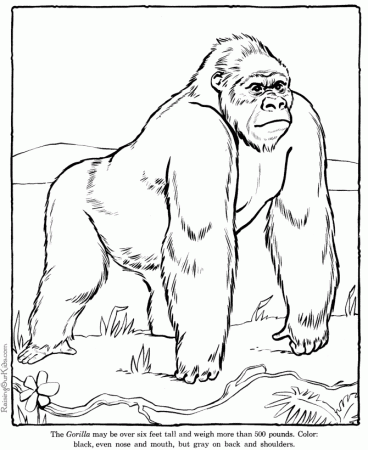 gorilla coloring page gorilla free printable coloring pages - Free ...