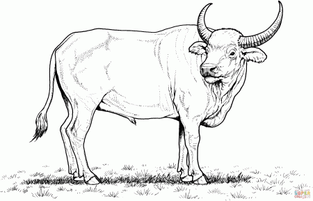 Wild Water Buffalo coloring page | Free Printable Coloring Pages