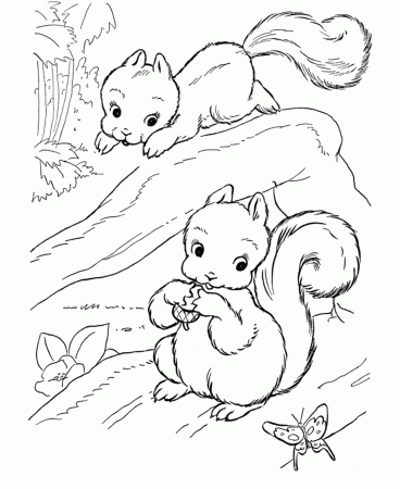 Squirrel Animals : Sweet Squirrel Coloring Pages. Squirrel ...