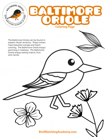 Baltimore Oriole Coloring Page - Bird ...