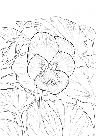 Printable Garden Pansy coloring page for both aldults and kids.