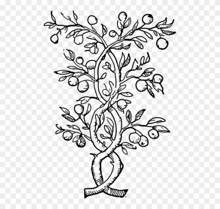 Plants Climbers Vines Black And White Leaves Stems - Olive Tree Coloring  Pages - Free Transparent PNG Clipart Images Download