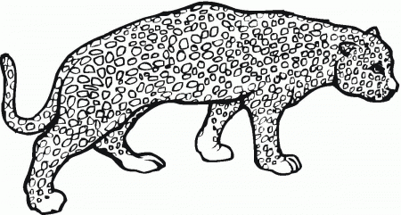 Cheetah Coloring Pages - Colorine.net | #9808