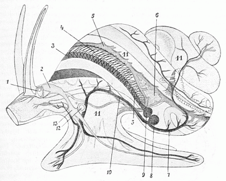 Circulatory system of gastropods - Wikipedia, the free encyclopedia