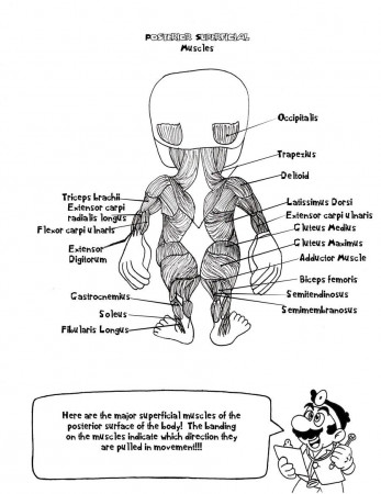 Human Anatomy Coloring Book Pages For Kids 18471, - Bestofcoloring.com