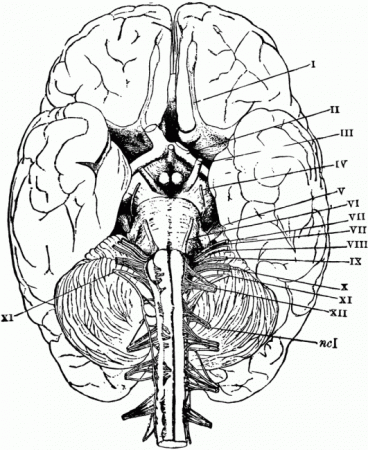 Anatomy And Physiology Coloring Page