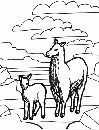 Llama coloring page - Animals Town - animals color sheet - Llama free  printable coloring pages animals
