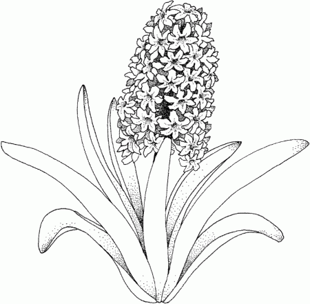 Flower Coloring Pages - Debt Free Spending