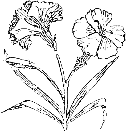 Carnation Coloring Page | Dog Coloring Pages Org
