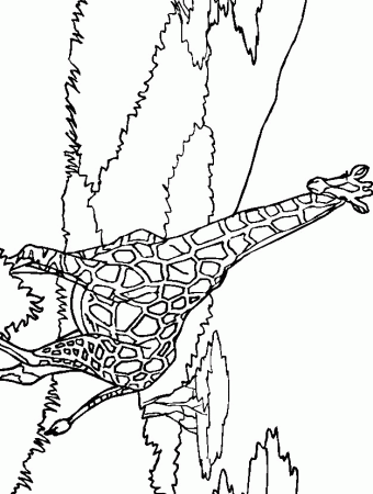 Giraffe Coloring Pages - Coloringpages1001.