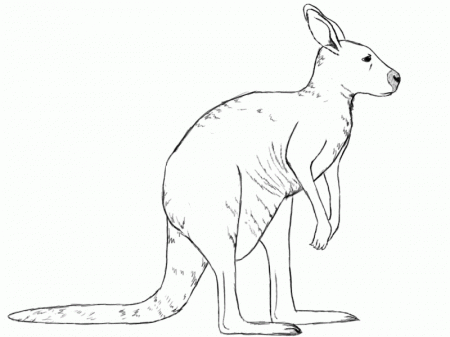 How To Draw A Kangaroo | Draw Central