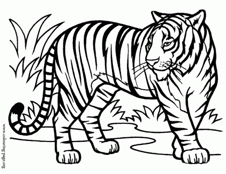 Tiger Coloring Pages 175 | Free Printable Coloring Pages