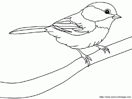 black capped chickadee Colouring Pages (page 2)