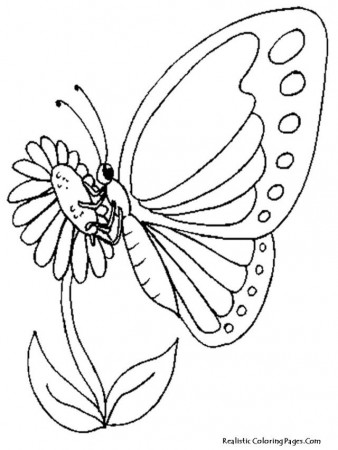 Print Butterfly And Sun Flower Coloring Pages Realistic Hd 