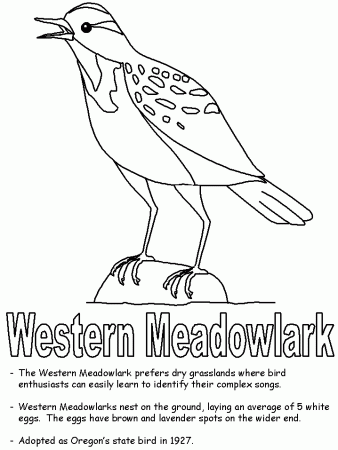 Western Meadowlark coloring page