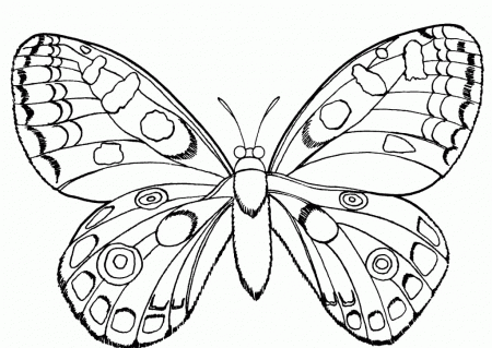 Butterfly And Insect Coloring Pages :Kids Coloring Pages 
