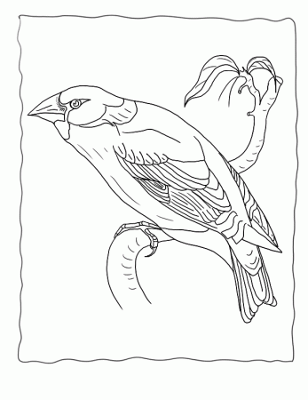 Bird Coloring Page Hawfinch Coccothraustes,Echo's Bird Coloring 