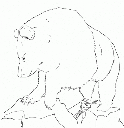 Black Bear Coloring Page Educations | 99coloring.com
