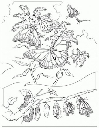 Butterfly Stained Glass Coloring Pages | Printable Coloring Pages