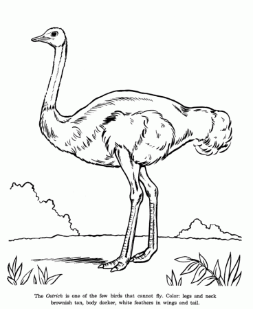 Animal Drawings Coloring Pages | Ostrich animal identification 