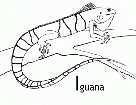 7 Iguana Coloring | Free Coloring Page Site