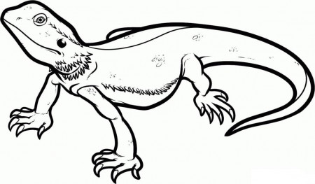 Bearded Dragon Coloring Pages - Funny Dragon Coloring Pages 