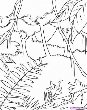 How To Draw A Rainforest Step By Step Landscapes Landmarks 214526 