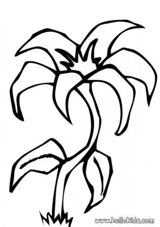 FLOWER coloring pages - Arum lily