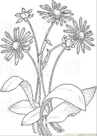 Coloring Pages Daisy 8 (Natural World > Flowers) - free printable 
